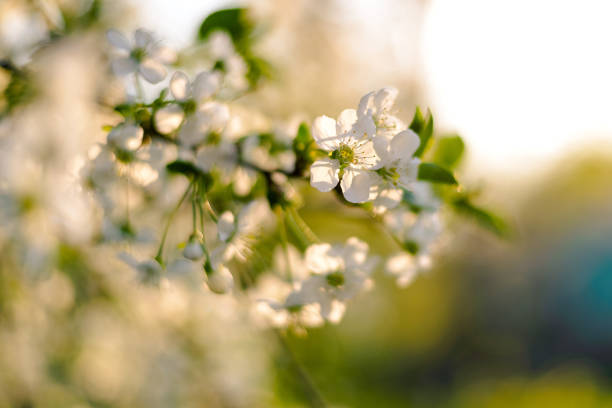 istock Macro photo of flowering cherry. Blooming cherry tree 1385477211