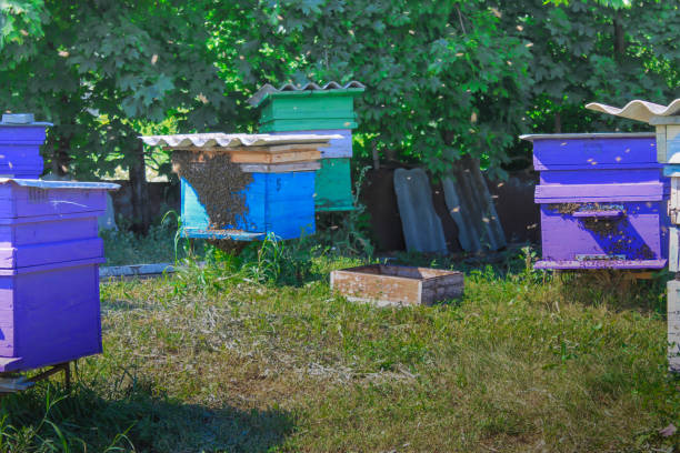 istock Bee pasika in the countryside 1385480221