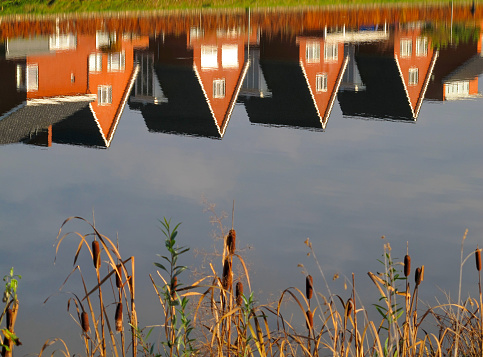Orange houses with gabled roofs reflect in water, making them upside down. Reeds and bulrushes or cattail (Typha) grow on the banks, in a new residential area in the city. Urban nature.  Arnhem, vinexwijk Schuytgraaf, the Netherlands.
