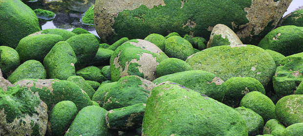 Stones of Costa da Morte, hidden in the fog and looking like an alien landscape.