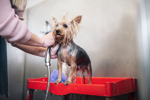 Cute little Yorkshire terrier being washed at a grooming salon.