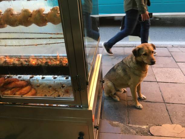 Old town and the dog