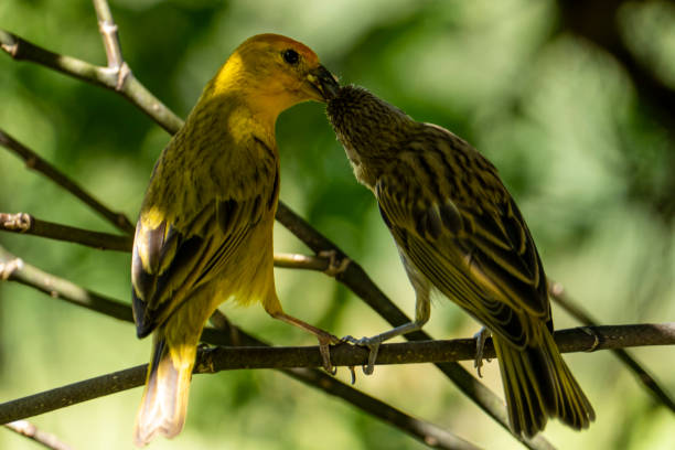 istock Saffron finch (Sicalis flaveola) feeding baby bird 1385484106