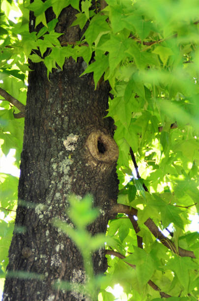 istock The trunk of the liquidambar styraciflua tree 1385484195