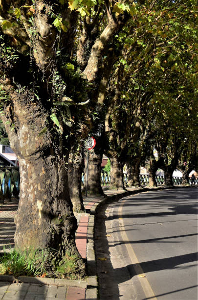 istock Several trees of the Liquidambar styraciflua on the sidewalk 1385484369