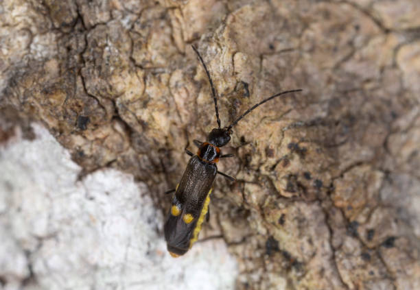 istock Soldier beetle, Malthodes marginatus on wood 1385487212