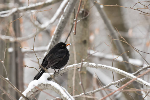 istock Blackbird (Turdus merula) black bird sitting on a branch in a winter day. 1385487808