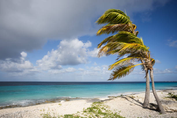 istock Two palm trees sway in the wind. Tropical beach. 1385488251