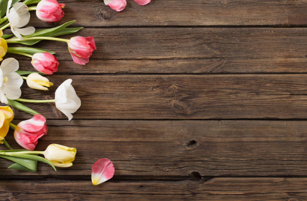 istock beautiful tulips on old dark wooden background 1385490323