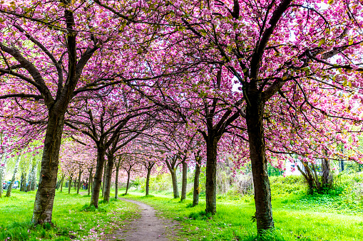 Blooming Cherry tree flowers in Berlin