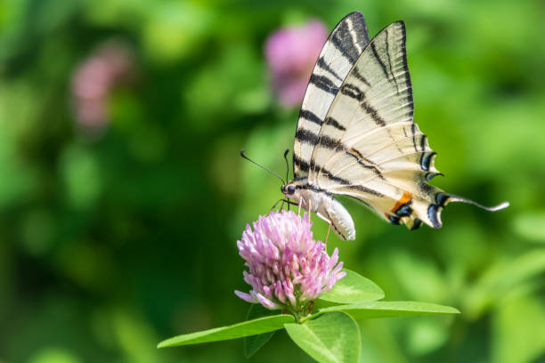 istock Beautiful Butterfly Scarce Swallowtail, Sail Swallowtail, Pear-tree Swallowtail, Podalirius. Latin name Iphiclides podaliriu. Butterfly collects nectar on flower. 1385494528