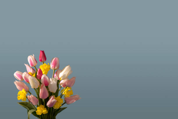 A DSLR photo of beautiful tulips and daffodil flowers on a gray background. Space for copy.