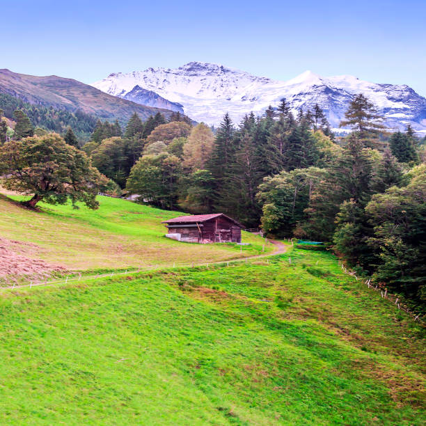 góry murren - wengen mountain peak eiger field zdjęcia i obrazy z banku zdjęć