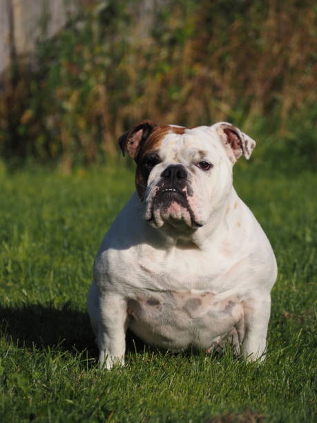 istock English bulldog 1385497163