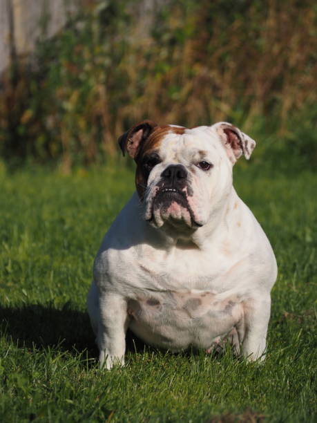 English bulldog English bulldog sitting finnish hound stock pictures, royalty-free photos & images