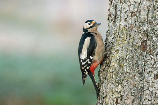 Female great spotted woodpecker (Dendrocopos major) climbing on an apple tree.