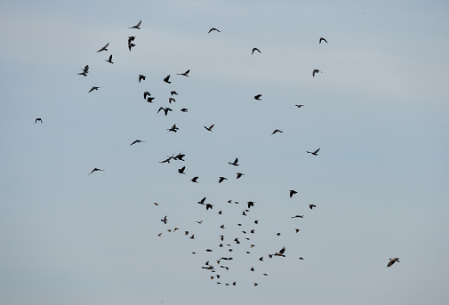 Black birds in flight.