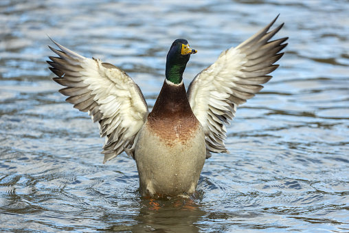 Mallard drake (Anas platyrhynchos) drying wings.