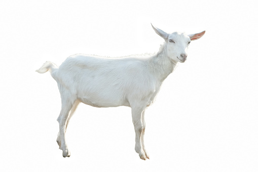 Young white hornless goat in full growth isolated on white background. Portrait of a farm animal with selective focus. Saanen breed.
