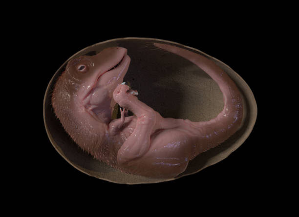Tyrannosaurus rex embryo in its egg stock photo