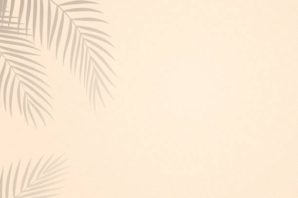 illustrations, cliparts, dessins animés et icônes de feuilles de palmier ombres sur fond texturé de sable - feuille de palmier