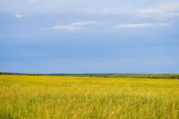 istock Green grass with flowers on the field for agricultural needs 1385498899