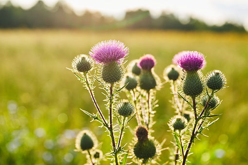 Creeping Thistle blooming in summer, Cirsium arvense.