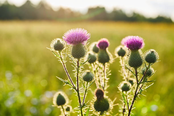 Creeping Thistle blooming in summer, Cirsium arvense Creeping Thistle blooming in summer, Cirsium arvense. thistle stock pictures, royalty-free photos & images