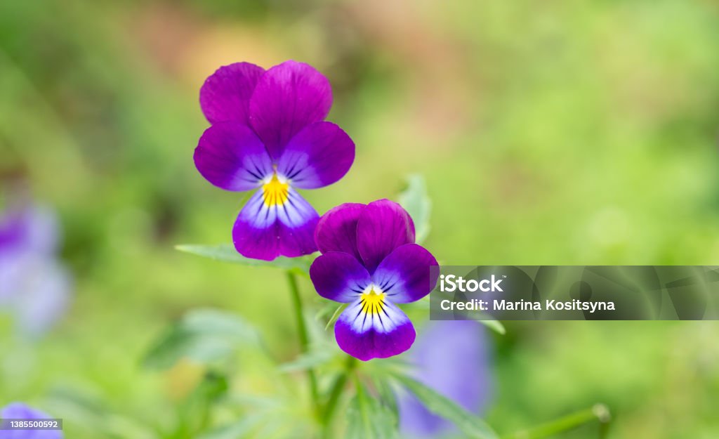 Adorable blooming pansies in summer garden on natural background Flower Stock Photo