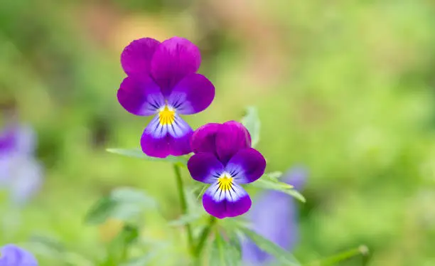 Adorable blooming pansies in summer garden on natural background