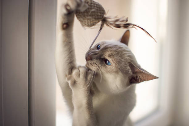 istock Cat hunting to mouse at home. 1385500812