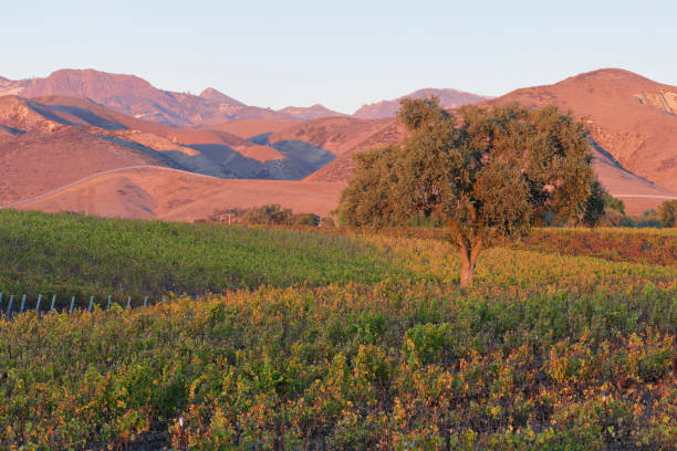 Vineyard Landscape - Autumn stock photo