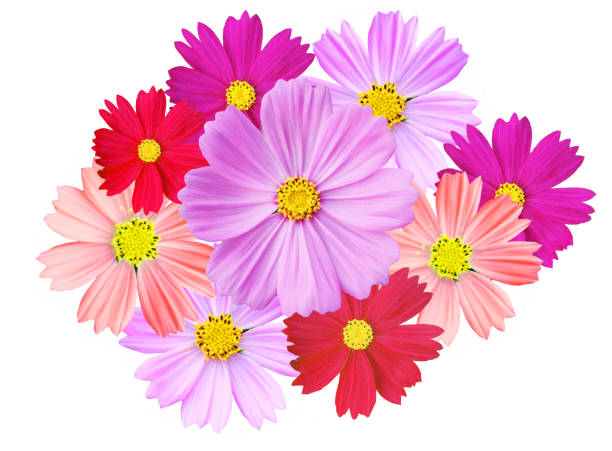 Pink Cosmos flower isolated on white background.