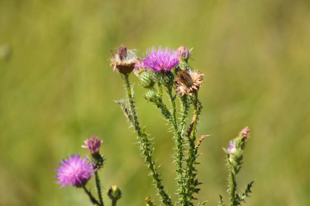 istock Spiny plumeless thistle in bloom closeup view with green blurred background 1385502119