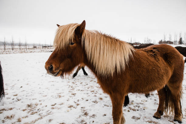 istock A beautiful horse in Iceland in winter 1385503000