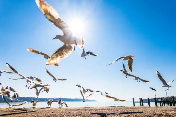 seagulls at a lake - bavaria
