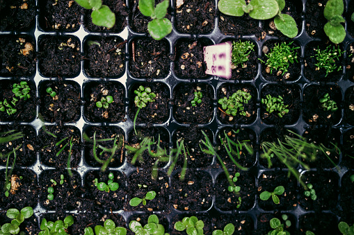 Assorted vegetable seedlings sprout out of the dirt in small starting containers for a nursery or home garden.