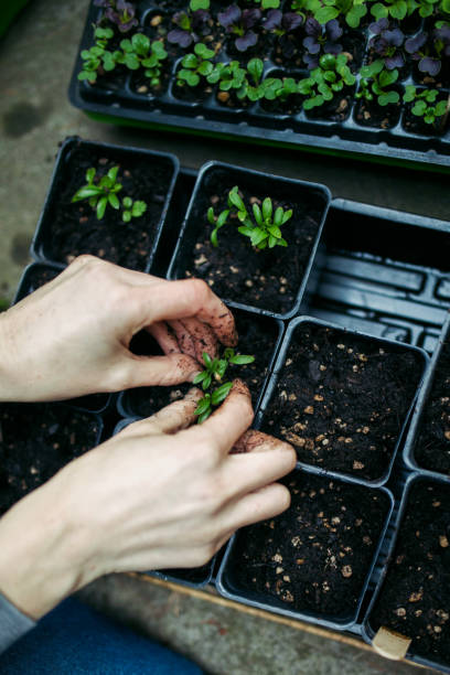 istock Garden Plant Starts Sprouting Ready For Planting 1385504241