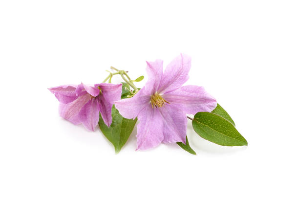 istock Two blue clematis with green leaves. 1385504337