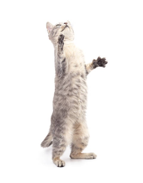 istock Gray little kitten is standing. 1385504339