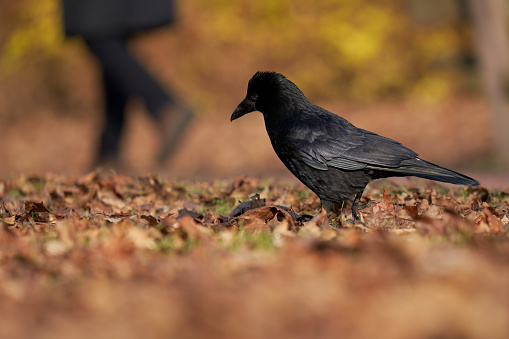 Black raven on brown foliage. Legs of walking man. Animal and person. Side view.