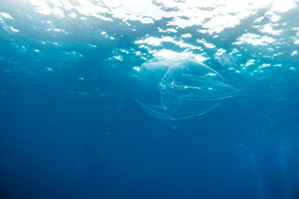 istock jellyfish swimming ocean surface as background 1385504545