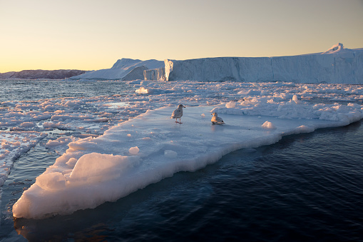 big block of ice floating over sea