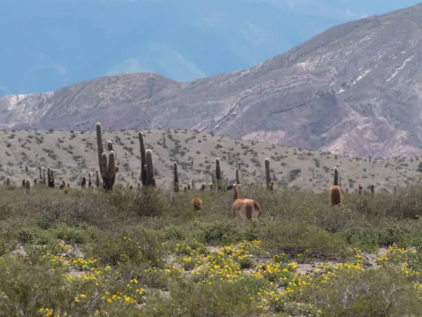 Photo of Guanacos grazin in a giant cactus forest, Los Cardones National Park (Parque Nacional Los Cardones), San Carlos and Cachi departments, Salta Province, Northern argentina