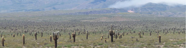 gigantyczny las kaktusowy, park narodowy los cardones (parque nacional los cardones), departamenty san carlos i cachi, prowincja salta, północna argentyna - salta province zdjęcia i obrazy z banku zdjęć