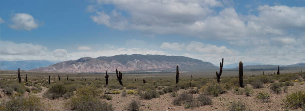 gigantyczny las kaktusowy, park narodowy los cardones (parque nacional los cardones), departamenty san carlos i cachi, prowincja salta, północna argentyna - salta province zdjęcia i obrazy z banku zdjęć