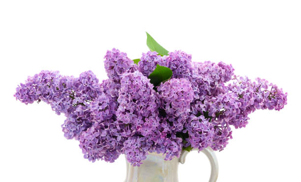 istock Bouquet of beautiful elderberry. 1385506269