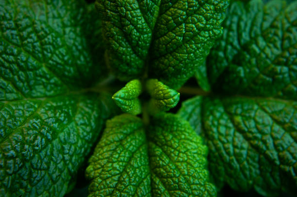 Green fresh leaves of mint, lemon balm close-up macro shot. Mint leaf texture. Ecology natural layout. Mint leaves pattern, spearmint herbs, peppermint leaves, nature background