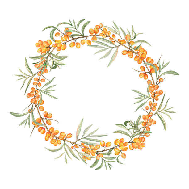 ilustraciones, imágenes clip art, dibujos animados e iconos de stock de corona de espino cerval de mar - autumn table setting flower