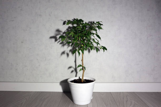 istock Indoor flower on a white background. A green ficus casts a shadow on the wall. 1385509192